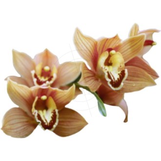 Aufkleber Orchideenblüten