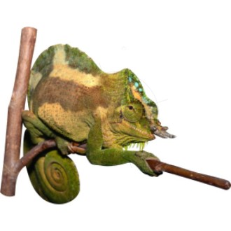 chameleon 1