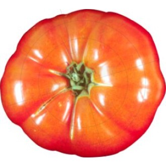 Aufkleber einzelne Tomate