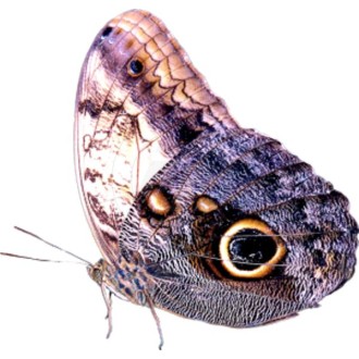 Butterfly, peacock eye