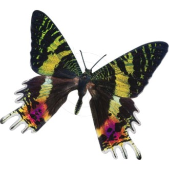 Butterfly 7