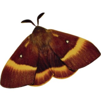 Schmetterling 12