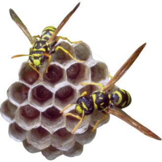 Bienen auf Bienenwabe