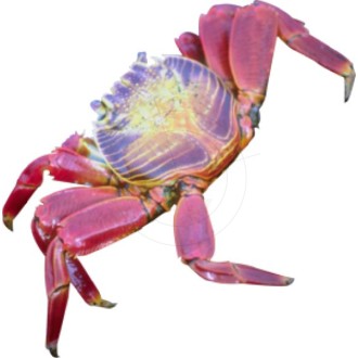 Crabs, crab