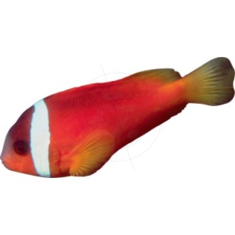 Clownfisch, Nemo