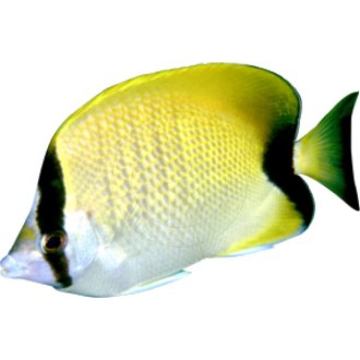 Coral fish, black, yellow, white