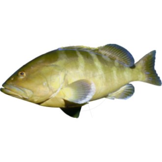 Various fish species, fish