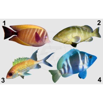 Various fish species, fish