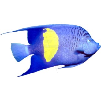 Coral fish, blue, yellow
