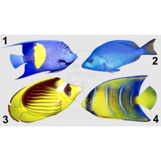 Coral fish, blue, yellow