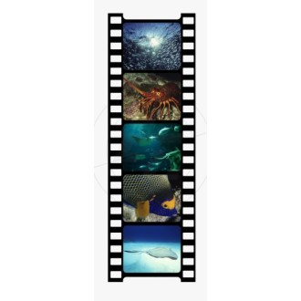 Sticker Filmstrip, celluloid film